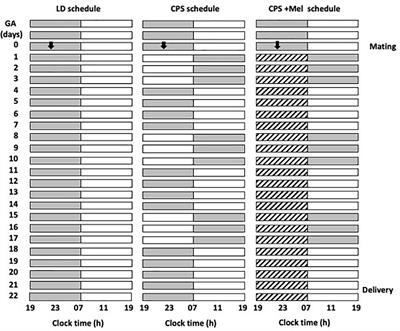 Maternal melatonin treatment rescues endocrine, inflammatory, and transcriptional deregulation in the adult rat female offspring from gestational chronodisruption